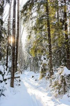The sun in the forest. Stock Photos