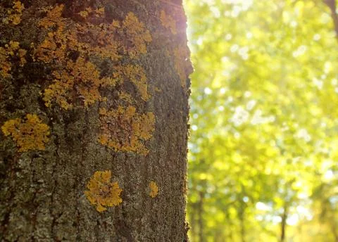 Sun in the forest Stock Photos