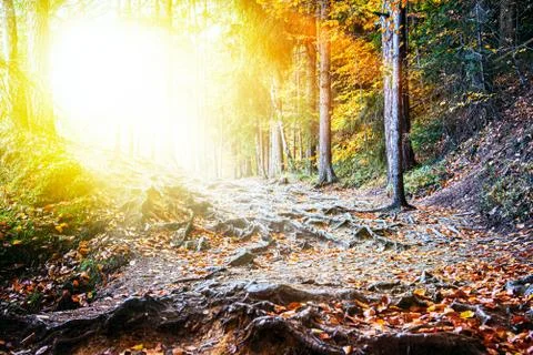 The sun in the forest Stock Photos