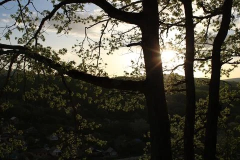 Sun in the forest Stock Photos