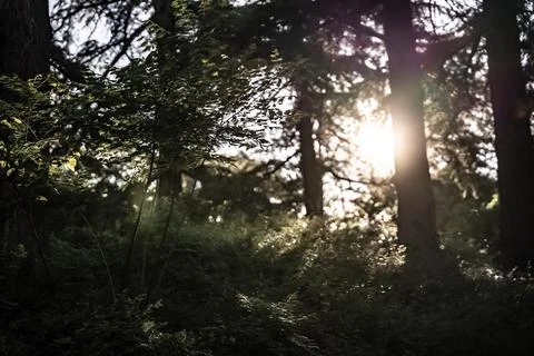 Sun  in the forest Stock-Fotos