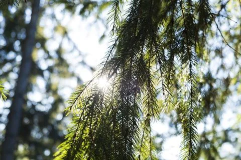 Sun in the forest. Stock Photos