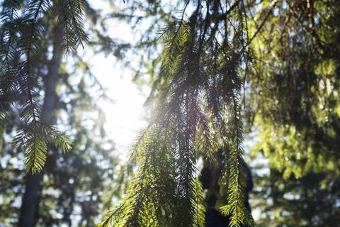 Sun in the forest. Stock Photos
