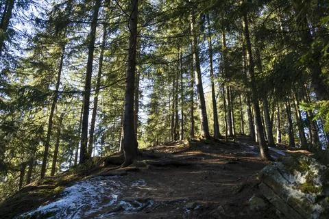 Sun in the forest. Stock Photos