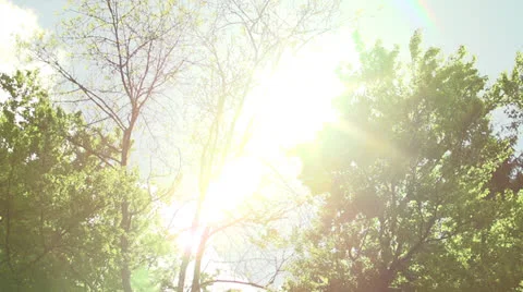 Sun with forest in slow motion (200fps) Stock-Footage 23485040