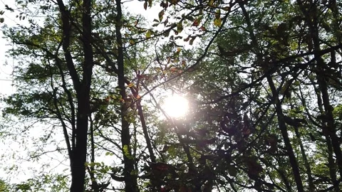 Sun in the forest. Slow motion Video stock 142603230