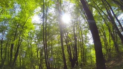 Sun forest summer Stock Footage 45988184