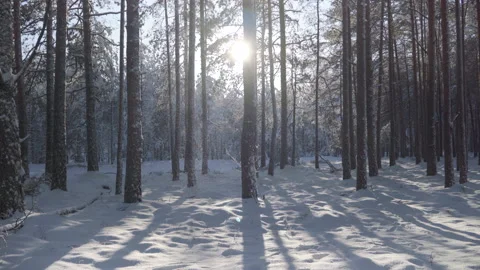The sun in the forest through the pines Stock Footage 132800961