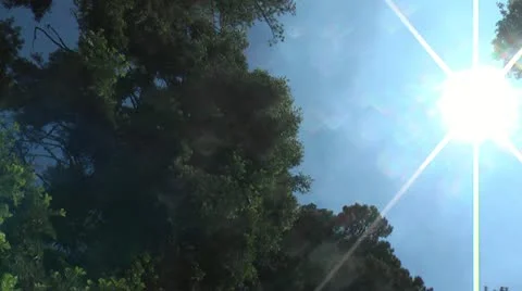 Sun, Forest, Trees, sequoia, Pan down 動画素材 11293272