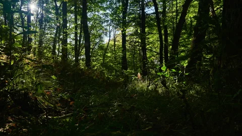 The sun forms a star sparkling through the trees as shadows crawl across Stock Footage 221783541