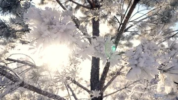 Sun in the frame through the tree branches in the hoarfrost. Winter is Christmas Stock Footage 85921990