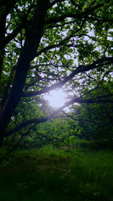 The sun framed by tree branches in the woods - Vertical Video Video stock 200401354