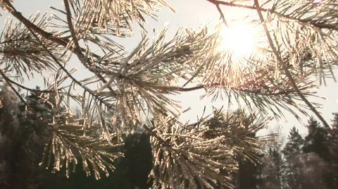 Sun frost tree Stockbeeldmateriaal 788892