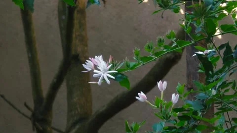 Sun gently illuminating tree branches adorned with white blossoms in full bloom Stock Footage 304013851