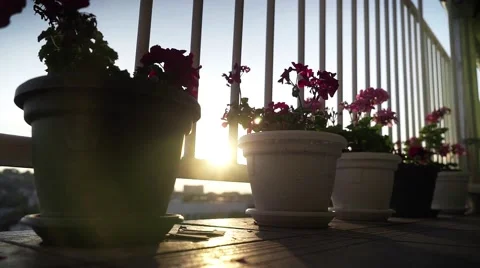 Sun gets through. Light between two flower pots Stock Footage 68017013