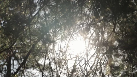 Sun getting through trees foliage. Travel Vacation Nature Concept. Magnificent Video stock 196003213