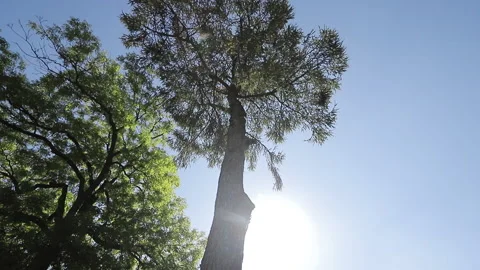 Sun getting through trees foliage. Travel Vacation Nature Concept. Summer Stock Footage 196003408