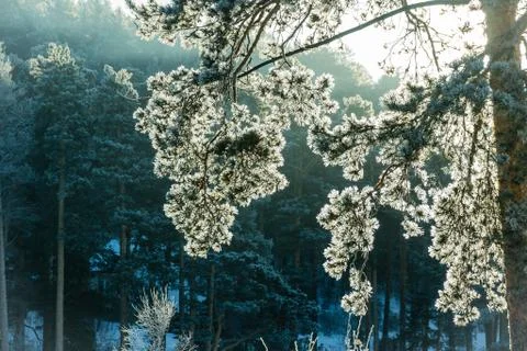 The sun glances through the trees in the winter forest. The divine nature. Stock Photos