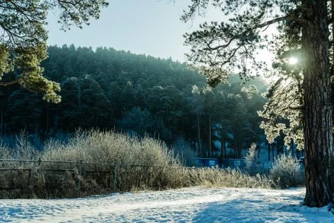 The sun glances through the trees in the winter forest. The divine nature. Stock Photos