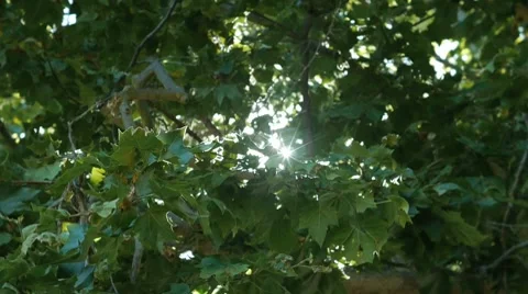 Sun glare 2. Stock Footage 7139377