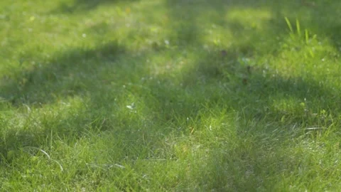 Sun glare and reflections on the green young grass. Stock Footage 315178443