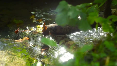 Sun glare on the background of a stream ProRes422HQ Stock Footage 139952880