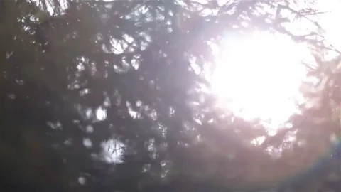 Sun glare between the branches of spruce Stock Footage 75964108