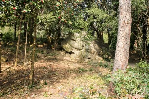 Sun glare between the trees. Stock Photos