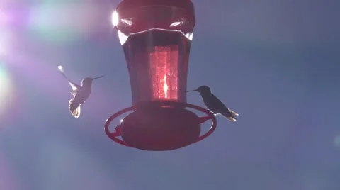 Sun glare is bright in frame with multiple hummingbirds around feeder Stock Footage 67687153