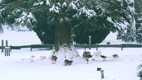 Sun glare effects and closeup trees in a city park  after snowfall Stock Footage 90277395