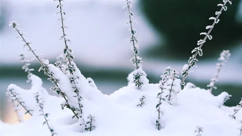 Sun glare effects and closeup trees in a city park  after snowfall Stock Footage 90277600