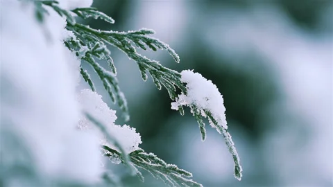 Sun glare effects and closeup trees in a city park  after snowfall Stock Footage 90277719