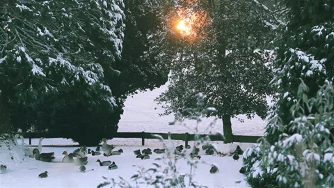 Sun glare effects and closeup trees in a city park  after snowfall Stock Footage 90278006