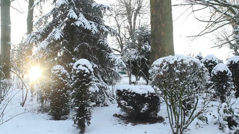 Sun glare effects and closeup trees in a city park  after snowfall Stock Footage 90279213