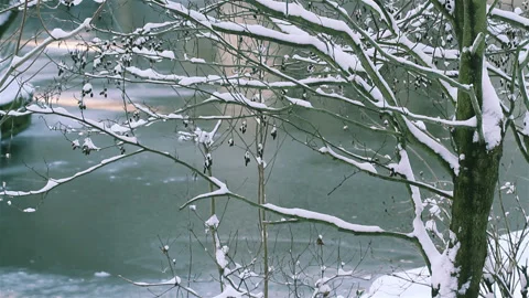 Sun glare effects and closeup trees in a city park  after snowfall Stock Footage 90281045