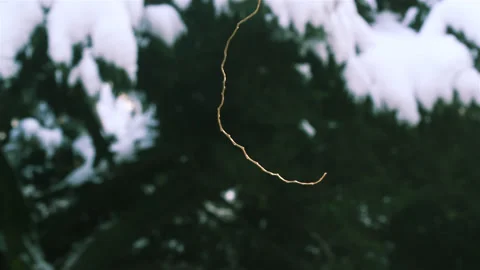 Sun glare effects and closeup trees in a city park  after snowfall Stock Footage 90281589