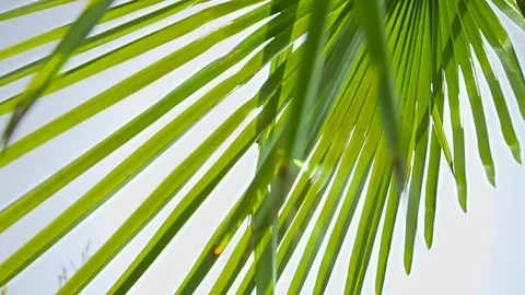 Sun glare flares through palm leaves Stock Footage 126155494