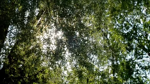 Sun glare. Stock Footage 281578490