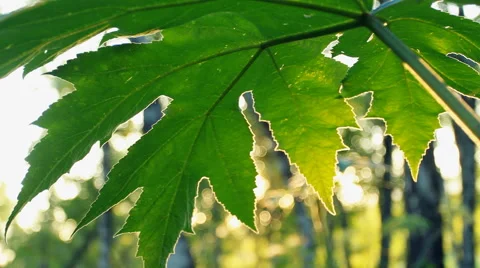 Sun Glare Forest Video stock 40341254