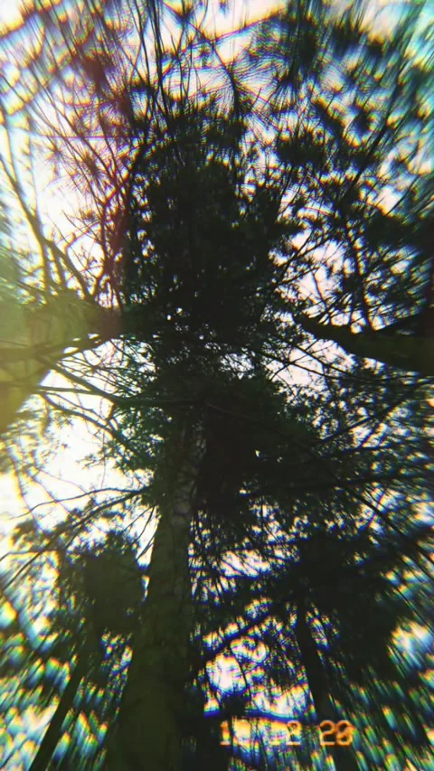 Sun glare in the forest Stock Footage 151748745