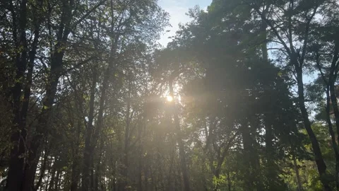 Sun Glare In The Forest Stock Footage 250243539