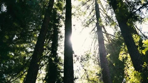 Sun Glare in the Forest Stock Footage 310475533