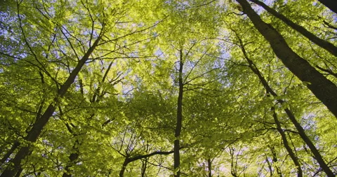 Sun Glare, Forest Trees and Branches on a Beautiful Day Stock Footage 134084426