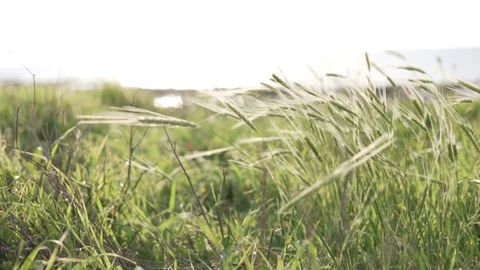 Sun glare in green rye spikelets. Stock Footage 106864314