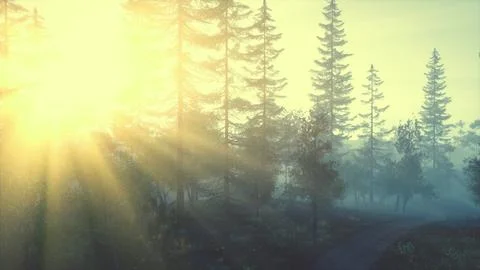 The sun glare pass through the fog and tree branches Stock Illustration
