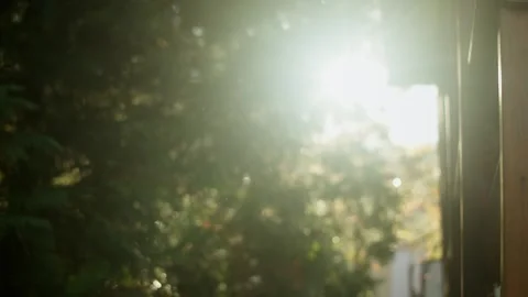 Sun glare passes through the foliage of a tree Stock Footage 269281228