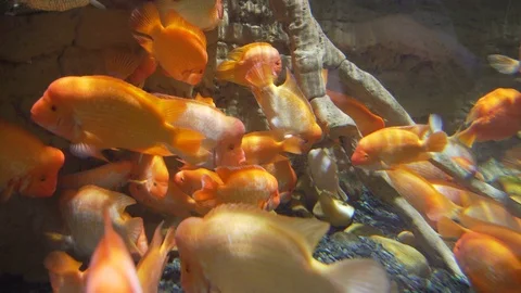 Sun glare on the rocks under the water. Underwater World Vidéo 71699119