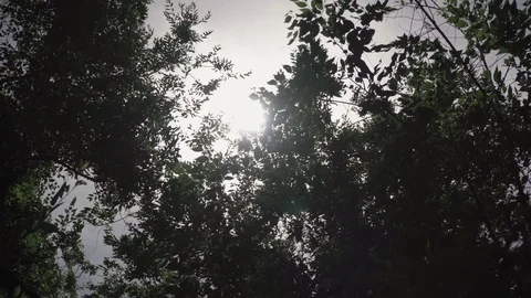 Sun glare shines through the crowns of green trees Stock Footage 109489480