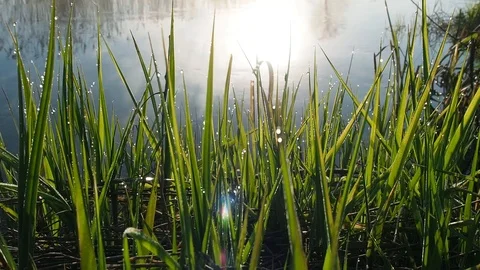 Sun glare shining on dew on green grass 库存影片 108253236