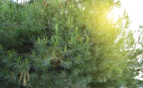 Sun glare shining through the branches of pine with young shoots on the branc Stock Photos